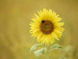 Rajan Adhikari - Floral Photography - Sunflower